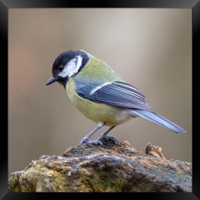 Great tit (Parus major) Framed Print by chris smith