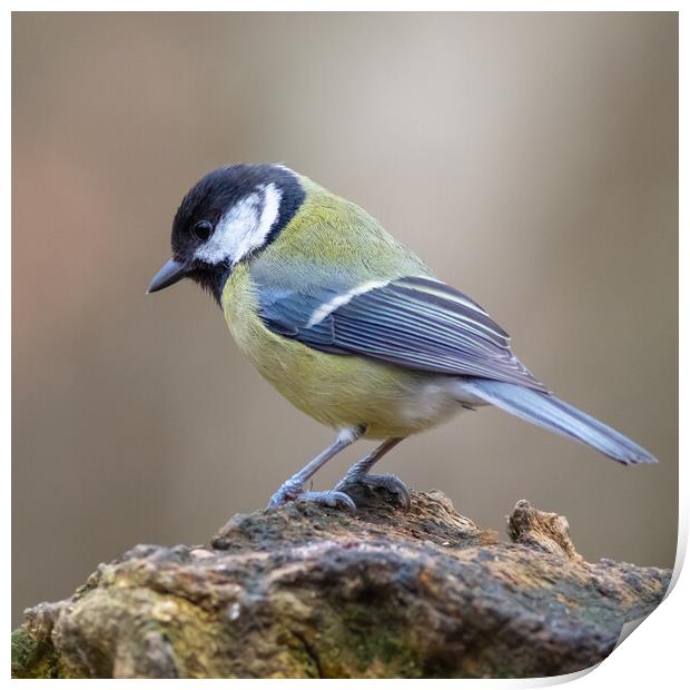 Great tit (Parus major) Print by chris smith