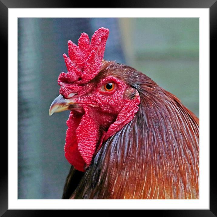English Game Cock Framed Mounted Print by Bryan 4Pics