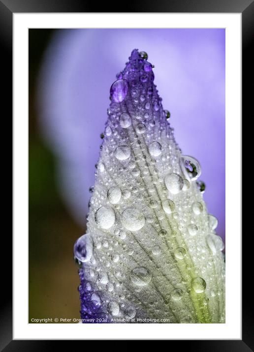 The Unopened Bud Of An Iris After A Shower Of Rain Framed Mounted Print by Peter Greenway