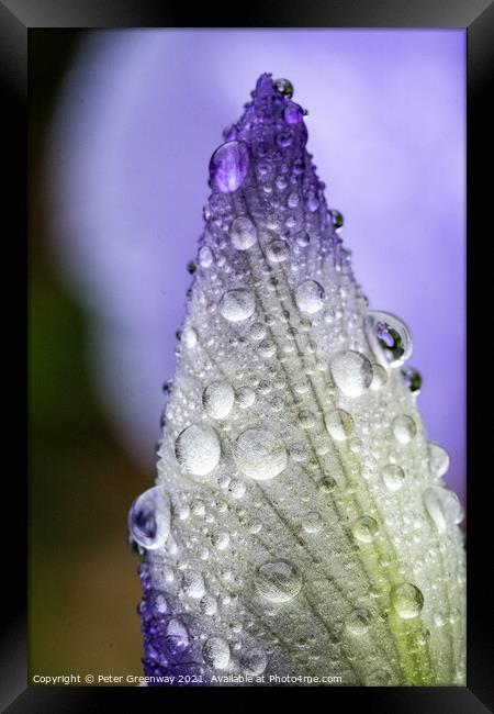 The Unopened Bud Of An Iris After A Shower Of Rain Framed Print by Peter Greenway