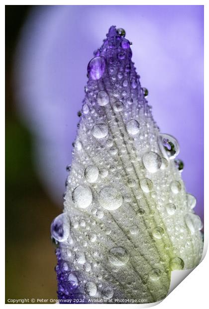 The Unopened Bud Of An Iris After A Shower Of Rain Print by Peter Greenway