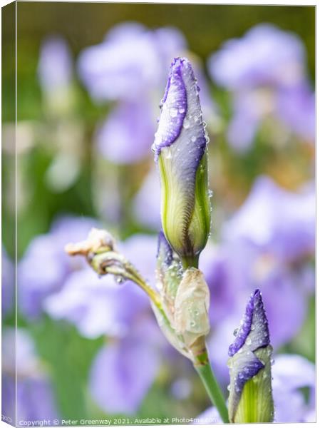 Unopened Iris Buds After A Shower Of Rain Canvas Print by Peter Greenway