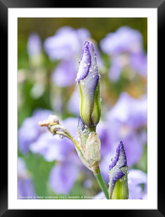 Unopened Iris Buds After A Shower Of Rain Framed Mounted Print by Peter Greenway