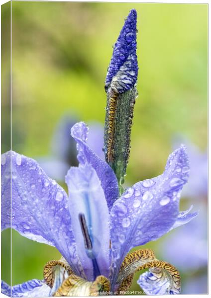 Unopened Iris After A Shower Of Rain At Hidcote Gardens Canvas Print by Peter Greenway