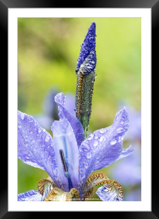 Unopened Iris After A Shower Of Rain At Hidcote Gardens Framed Mounted Print by Peter Greenway