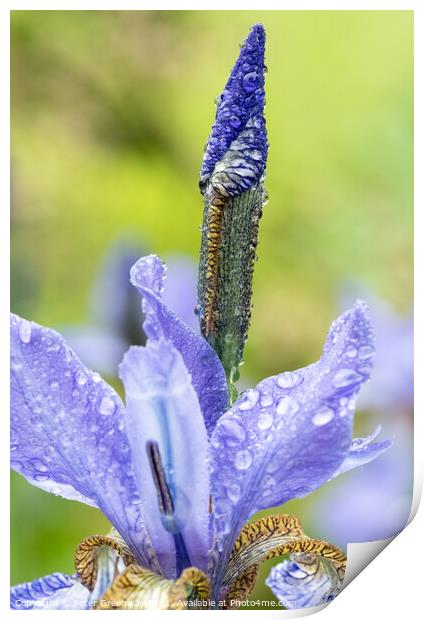 Unopened Iris After A Shower Of Rain At Hidcote Gardens Print by Peter Greenway