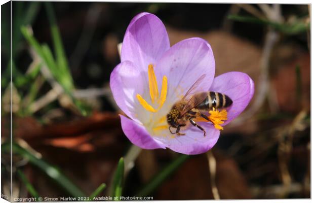 Bee on a spring Flower Canvas Print by Simon Marlow