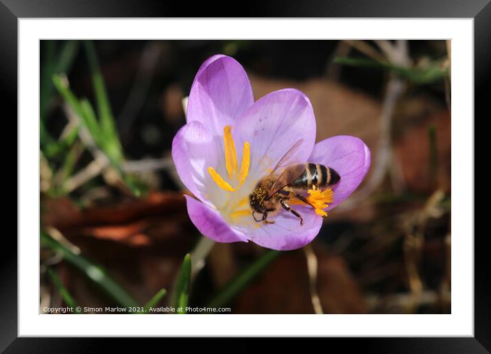 Bee on a spring Flower Framed Mounted Print by Simon Marlow