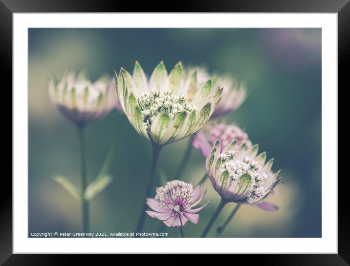 Clumps Of Great Masterwort Flowers At Hidcote Manor & Gardens Framed Mounted Print by Peter Greenway