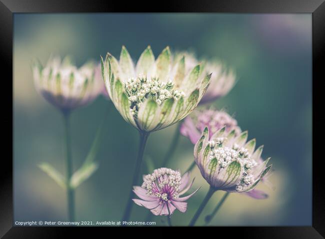 Clumps Of Great Masterwort Flowers At Hidcote Manor & Gardens Framed Print by Peter Greenway