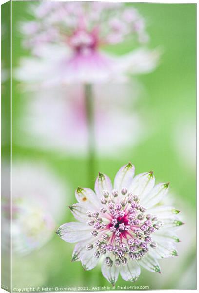 Clumps Of Great Masterwort Flowers At Hidcote Manor & Gardens Canvas Print by Peter Greenway
