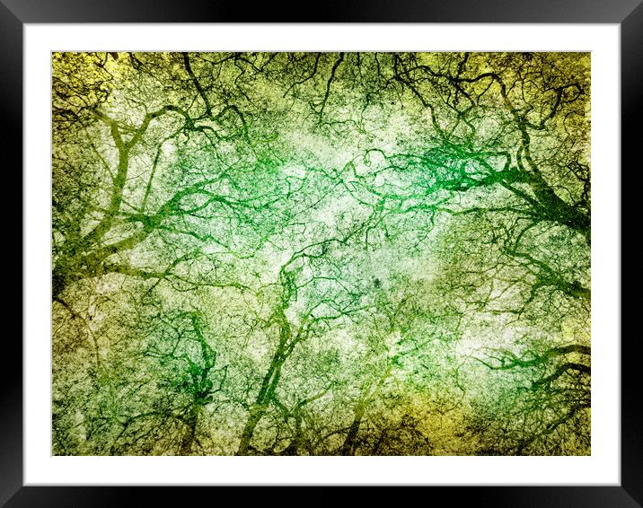 Tree branches in a park in A Coruña. Galicia, Spain Framed Mounted Print by JM Ardevol