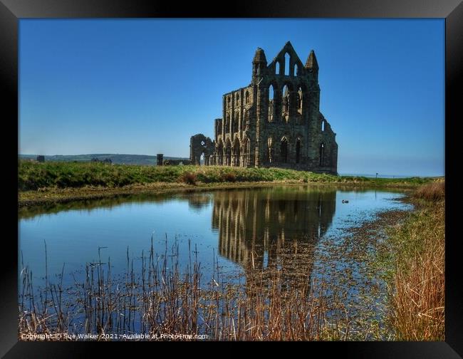 Whitby Abbey with blue skies and reflection  Framed Print by Sue Walker