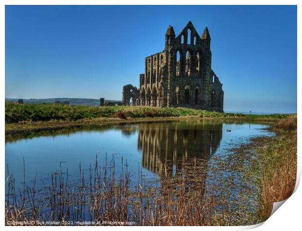 Whitby Abbey with blue skies and reflection  Print by Sue Walker