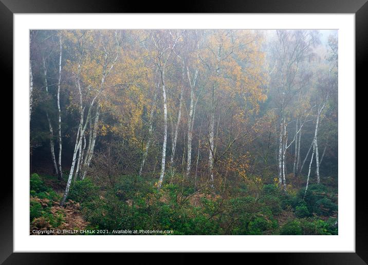 Woodland mist 413  Framed Mounted Print by PHILIP CHALK