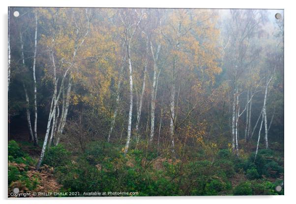 Woodland mist 413  Acrylic by PHILIP CHALK