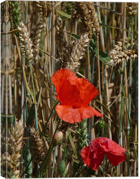 Poppy in the sun Canvas Print by susan potter