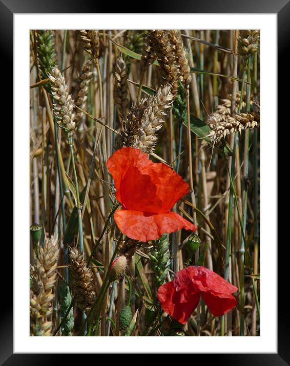 Poppy in the sun Framed Mounted Print by susan potter