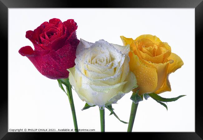 red yellow and white rose with water droplets 417  Framed Print by PHILIP CHALK