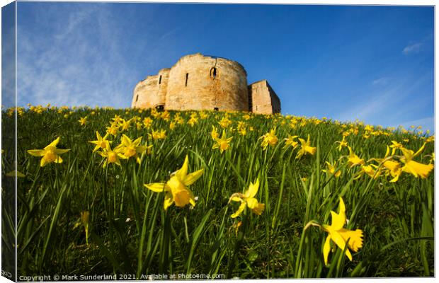 Spring Daffodils at Cliffords Tower Canvas Print by Mark Sunderland