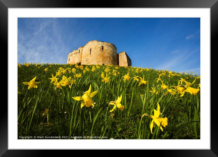 Spring Daffodils at Cliffords Tower Framed Mounted Print by Mark Sunderland
