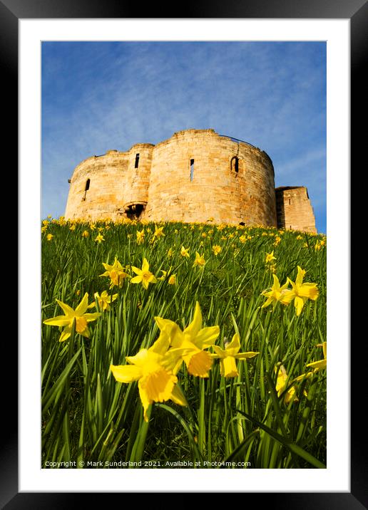 Spring Daffodils at Cliffords Tower Framed Mounted Print by Mark Sunderland