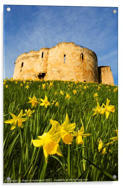 Spring Daffodils at Cliffords Tower Acrylic by Mark Sunderland