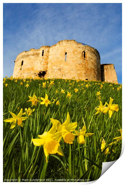 Spring Daffodils at Cliffords Tower Print by Mark Sunderland