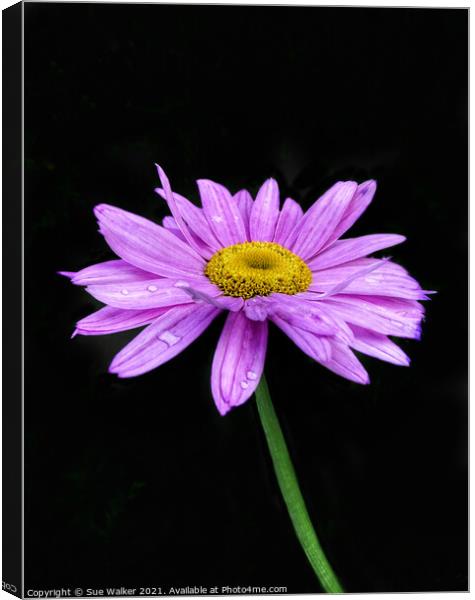 Pink / purple flower Canvas Print by Sue Walker