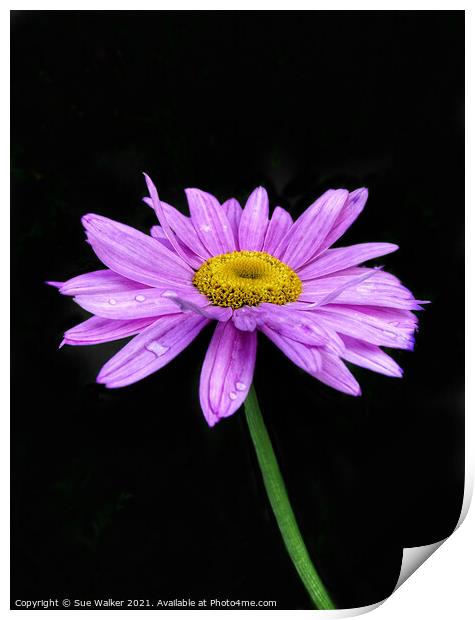 Pink / purple flower Print by Sue Walker