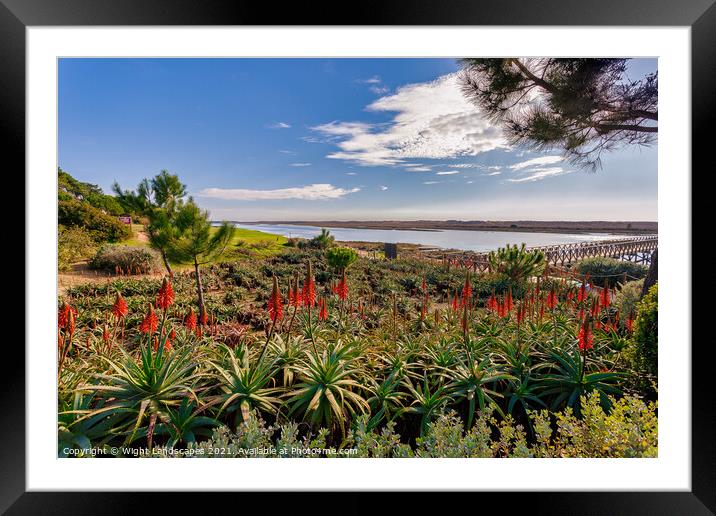 Quinta do Lago The Red Hot Pokers Framed Mounted Print by Wight Landscapes