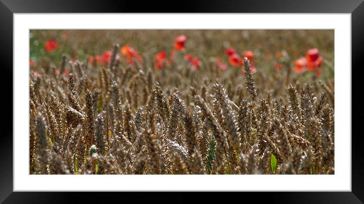 Wheat Field Framed Mounted Print by susan potter