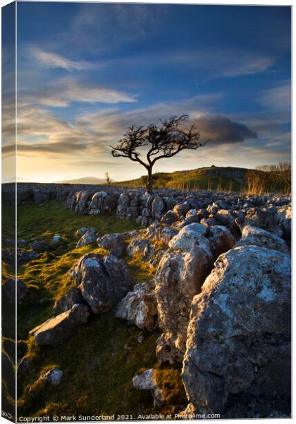 Lone Tree and Limestone Pavement Wharfedale Canvas Print by Mark Sunderland