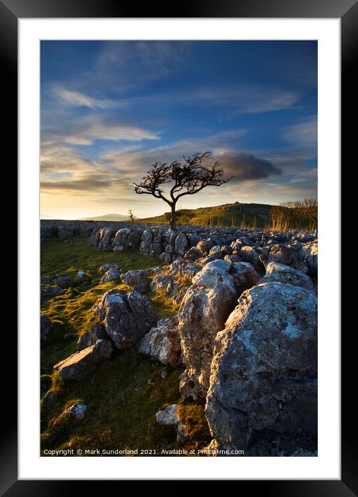 Lone Tree and Limestone Pavement Wharfedale Framed Mounted Print by Mark Sunderland