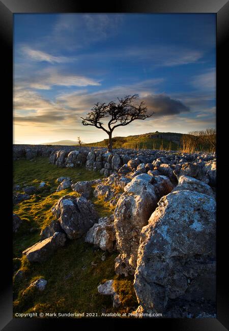 Lone Tree and Limestone Pavement Wharfedale Framed Print by Mark Sunderland