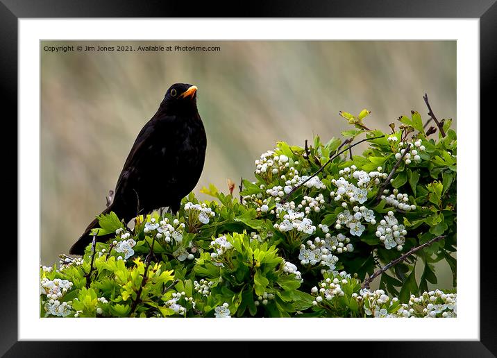 Blackbird on May Blossom. Framed Mounted Print by Jim Jones