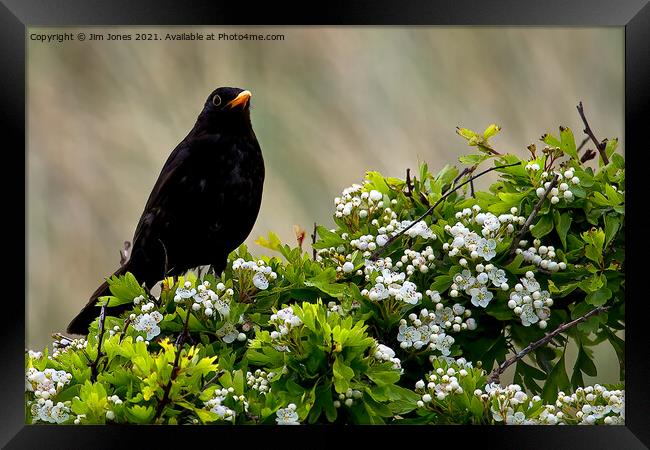 Blackbird on May Blossom. Framed Print by Jim Jones