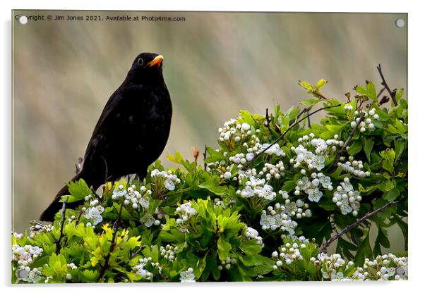 Blackbird on May Blossom. Acrylic by Jim Jones