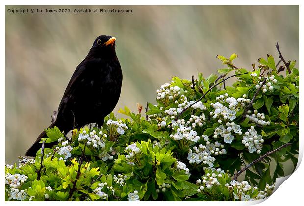 Blackbird on May Blossom. Print by Jim Jones