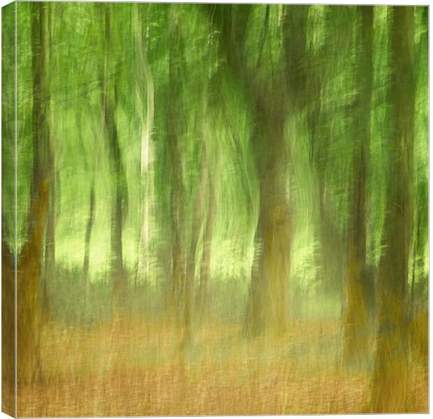 Summer Woods Canvas Print by Francesca Shearcroft