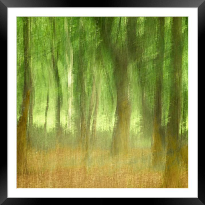 Summer Woods Framed Mounted Print by Francesca Shearcroft