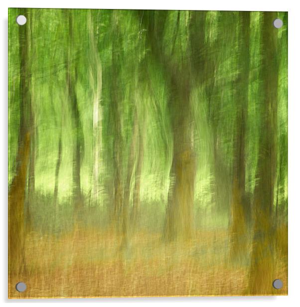Summer Woods Acrylic by Francesca Shearcroft