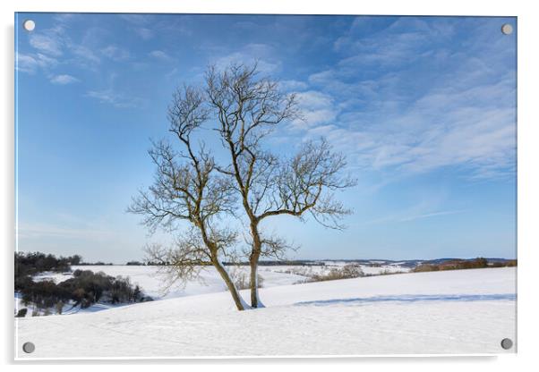 Tree in snow Acrylic by David Hare