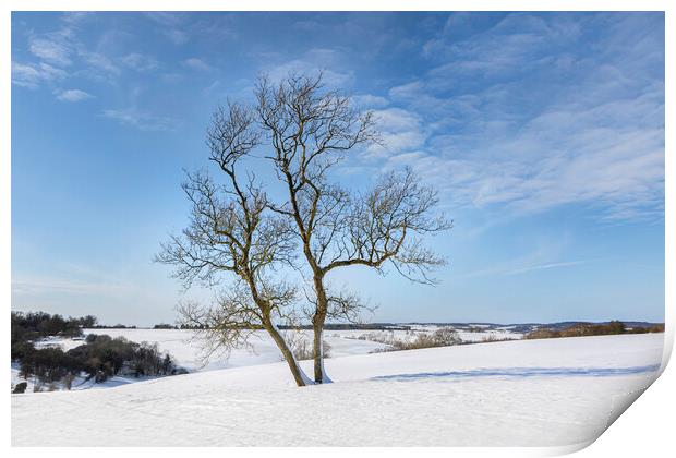 Tree in snow Print by David Hare