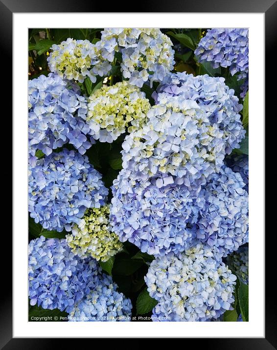 Blue Hydrangea Plant flower Framed Mounted Print by Penelope Sinclair