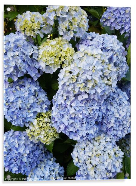 Blue Hydrangea Plant flower Acrylic by Penelope Sinclair