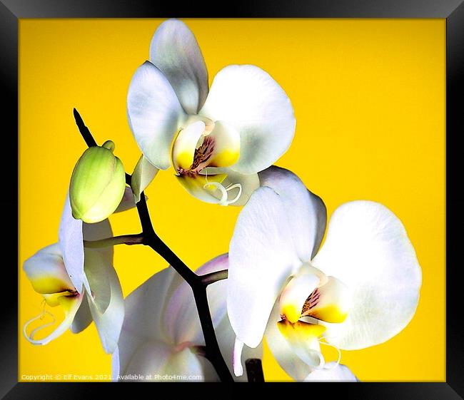 Mellow Phalaenopsis Framed Print by Elf Evans