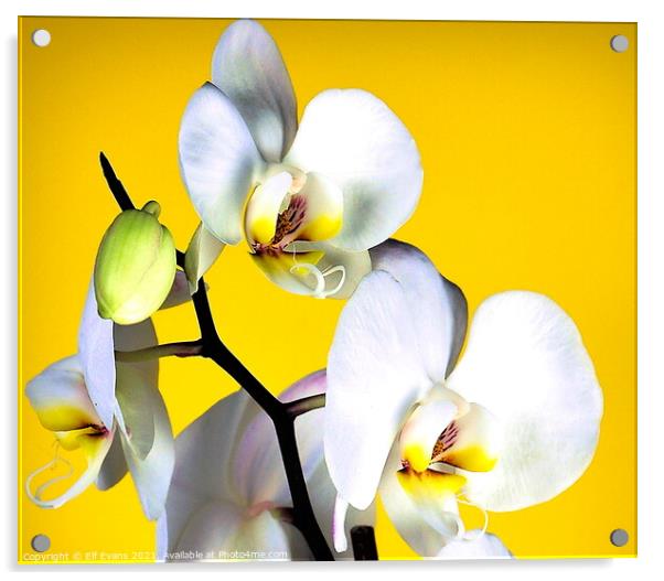 Mellow Phalaenopsis Acrylic by Elf Evans