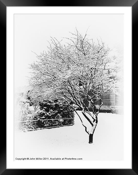 Cherry Tree in winter Framed Mounted Print by John Miller